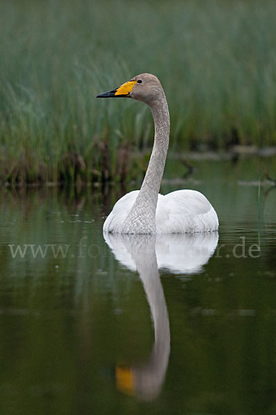 Singschwan (Cygnus cygnus)