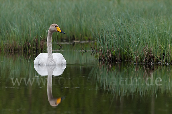 Singschwan (Cygnus cygnus)