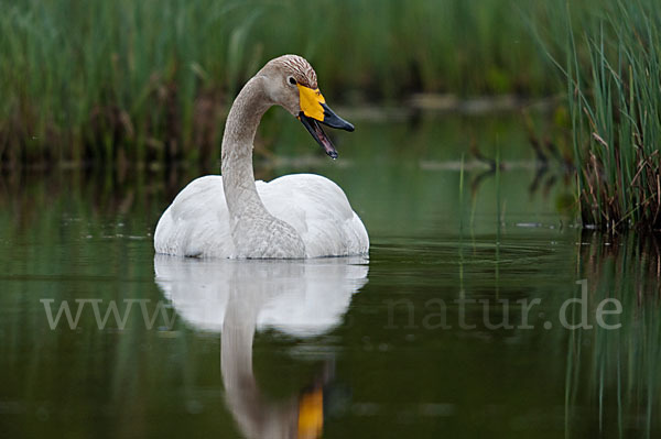 Singschwan (Cygnus cygnus)