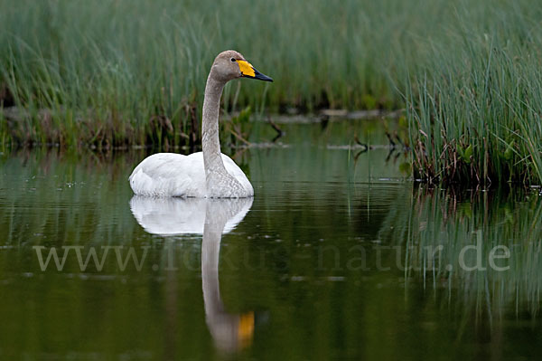 Singschwan (Cygnus cygnus)