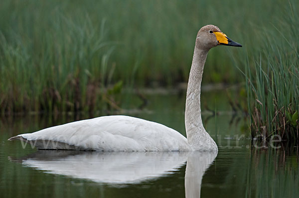 Singschwan (Cygnus cygnus)