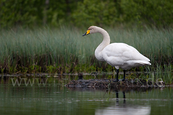 Singschwan (Cygnus cygnus)