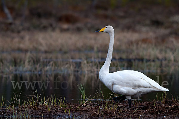 Singschwan (Cygnus cygnus)