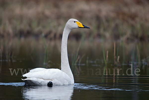 Singschwan (Cygnus cygnus)