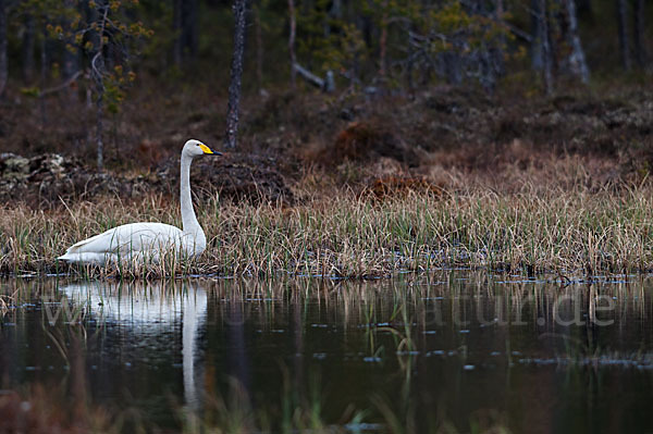 Singschwan (Cygnus cygnus)