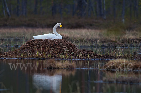 Singschwan (Cygnus cygnus)