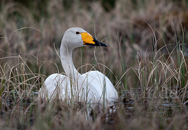 Singschwan (Cygnus cygnus)