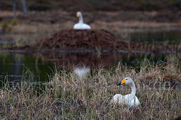 Singschwan (Cygnus cygnus)