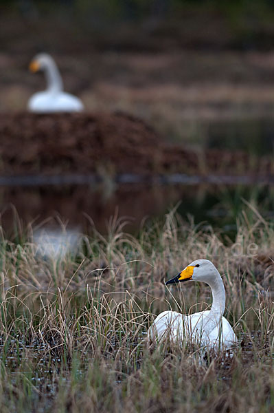 Singschwan (Cygnus cygnus)