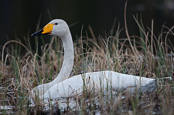 Singschwan (Cygnus cygnus)