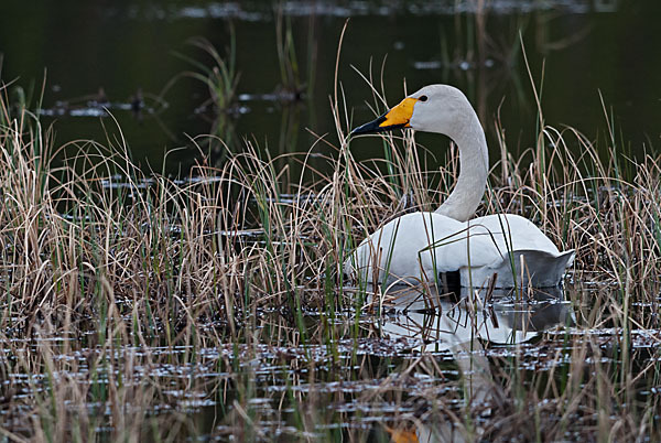 Singschwan (Cygnus cygnus)