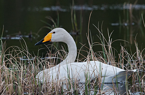 Singschwan (Cygnus cygnus)