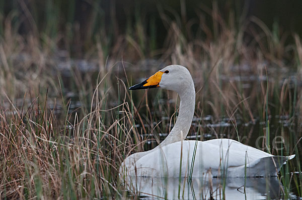 Singschwan (Cygnus cygnus)