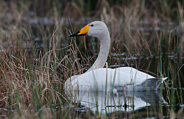 Singschwan (Cygnus cygnus)