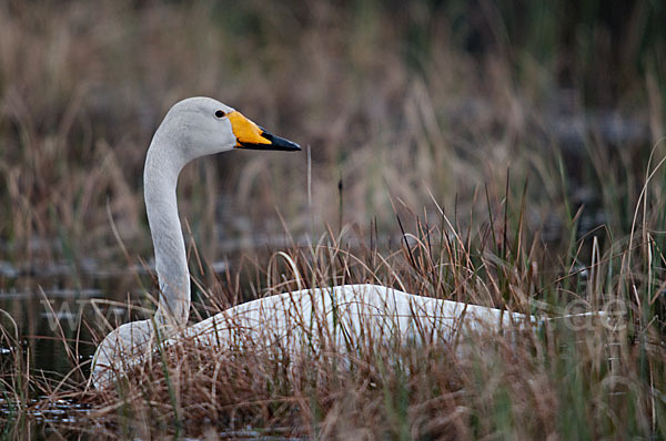 Singschwan (Cygnus cygnus)