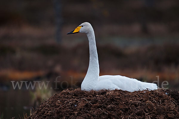 Singschwan (Cygnus cygnus)