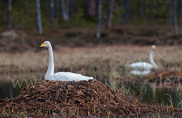 Singschwan (Cygnus cygnus)