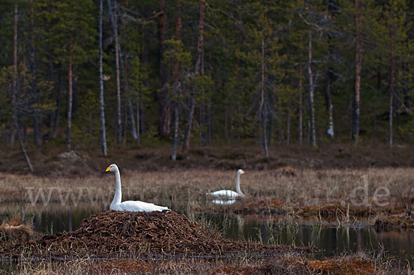 Singschwan (Cygnus cygnus)