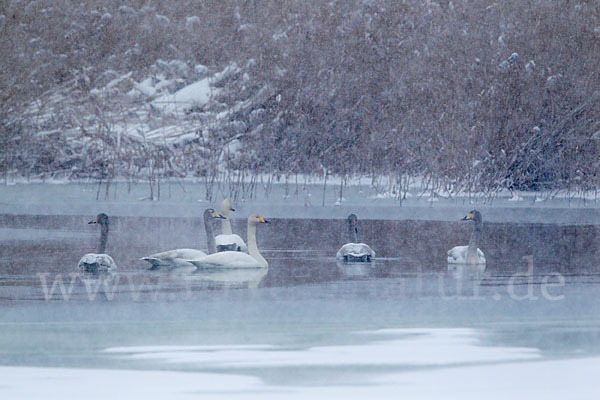 Singschwan (Cygnus cygnus)