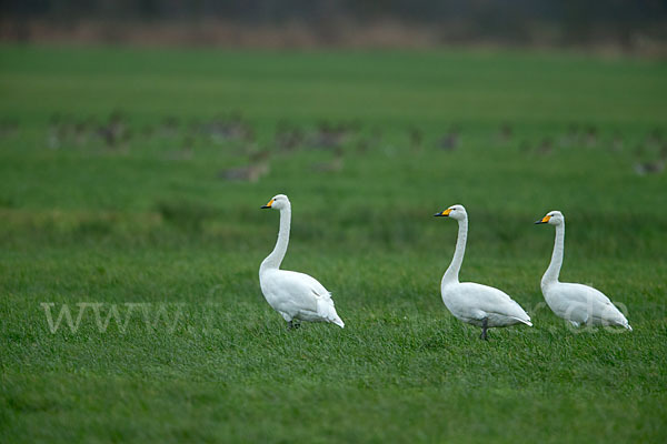 Singschwan (Cygnus cygnus)