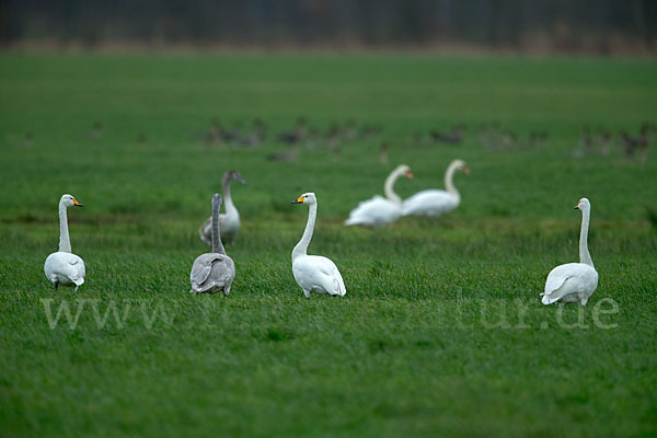 Singschwan (Cygnus cygnus)