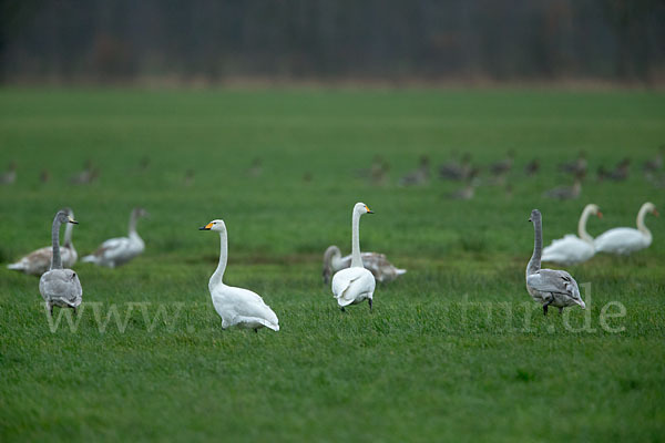 Singschwan (Cygnus cygnus)