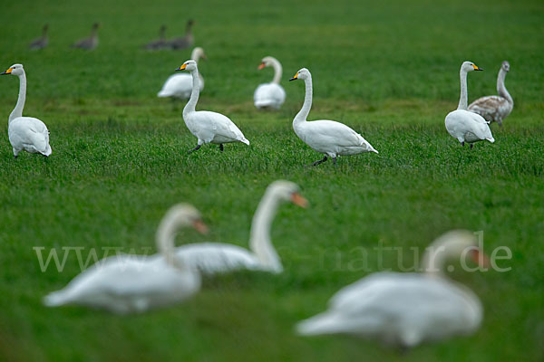 Singschwan (Cygnus cygnus)