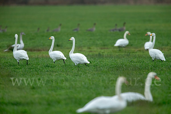 Singschwan (Cygnus cygnus)