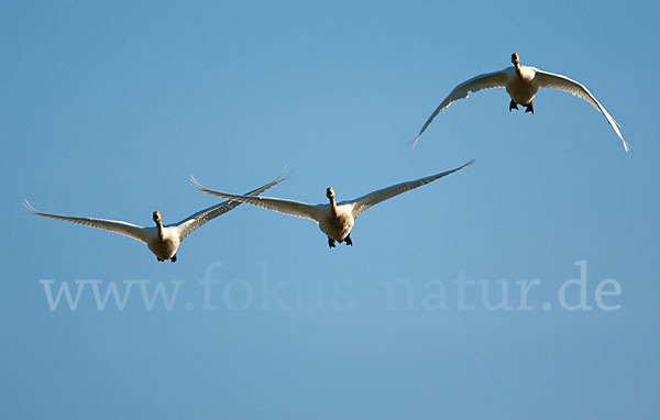 Singschwan (Cygnus cygnus)