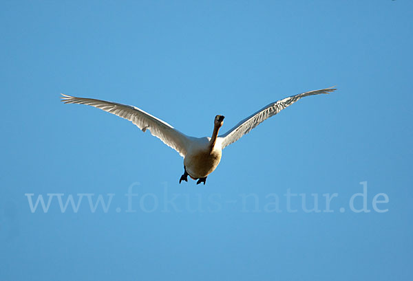 Singschwan (Cygnus cygnus)