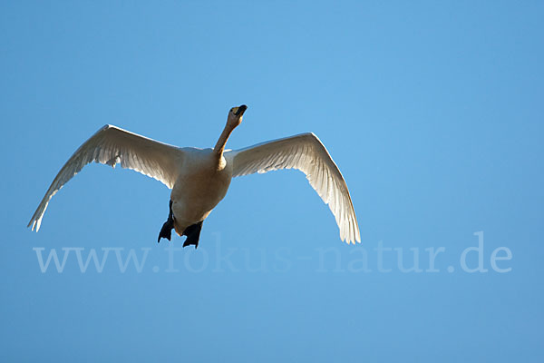 Singschwan (Cygnus cygnus)