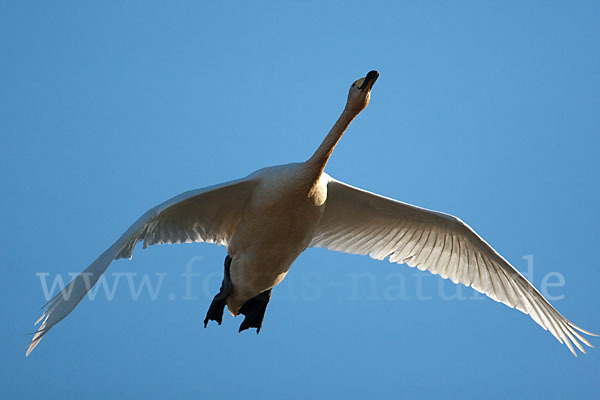 Singschwan (Cygnus cygnus)