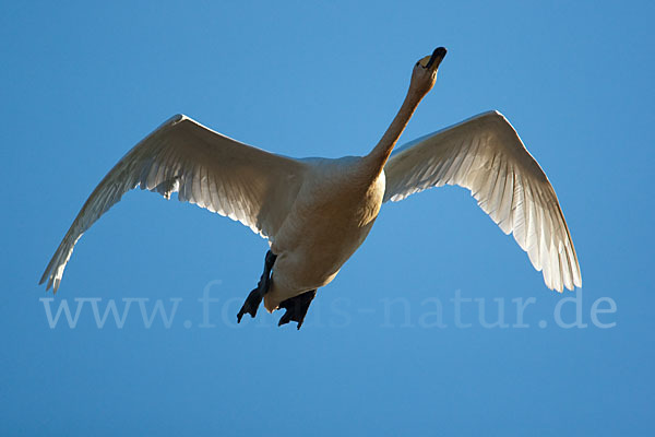 Singschwan (Cygnus cygnus)