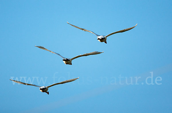 Singschwan (Cygnus cygnus)