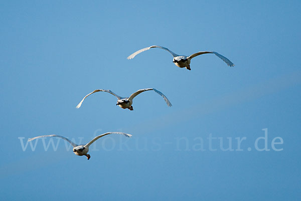 Singschwan (Cygnus cygnus)