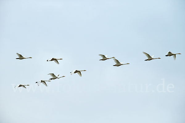 Singschwan (Cygnus cygnus)