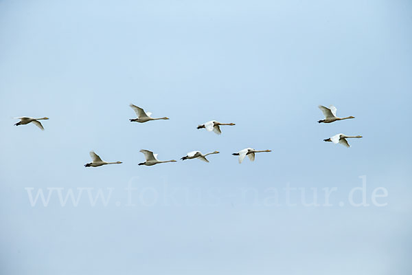 Singschwan (Cygnus cygnus)