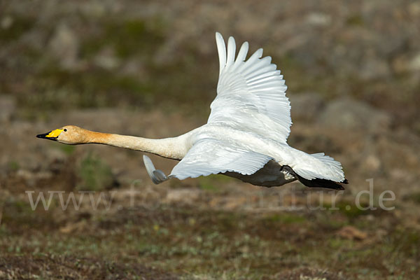 Singschwan (Cygnus cygnus)