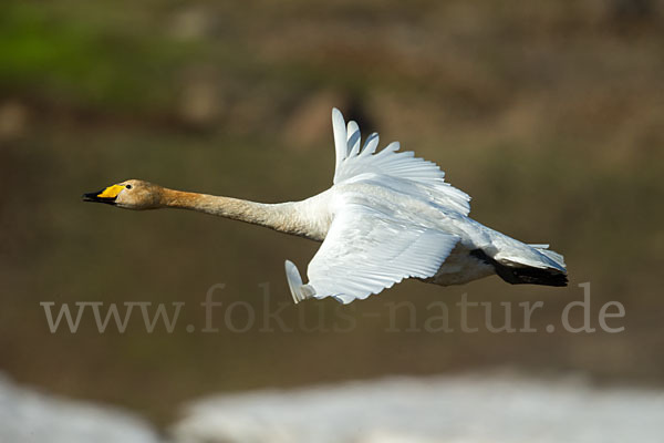 Singschwan (Cygnus cygnus)