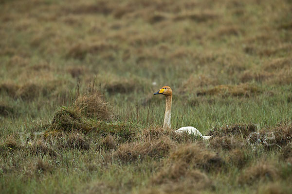 Singschwan (Cygnus cygnus)