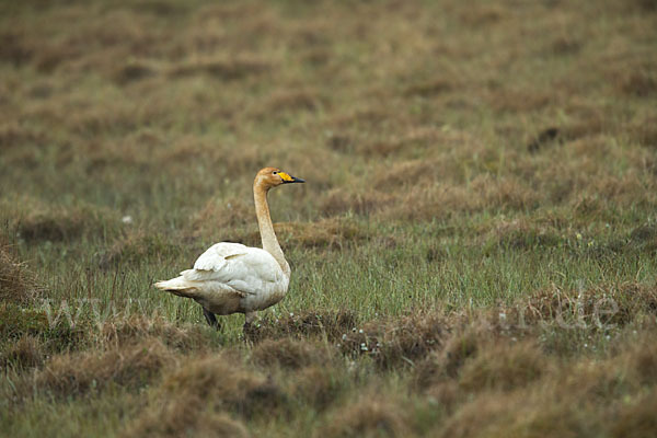 Singschwan (Cygnus cygnus)