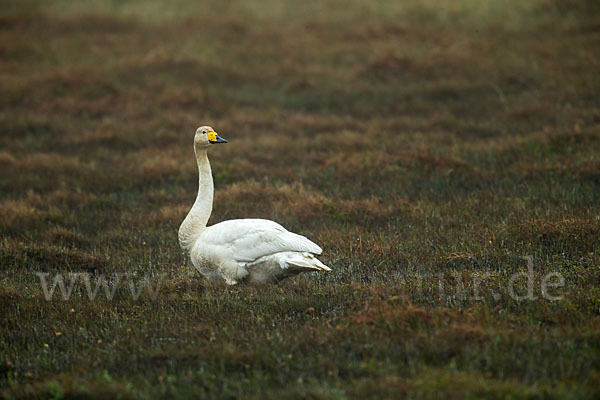 Singschwan (Cygnus cygnus)