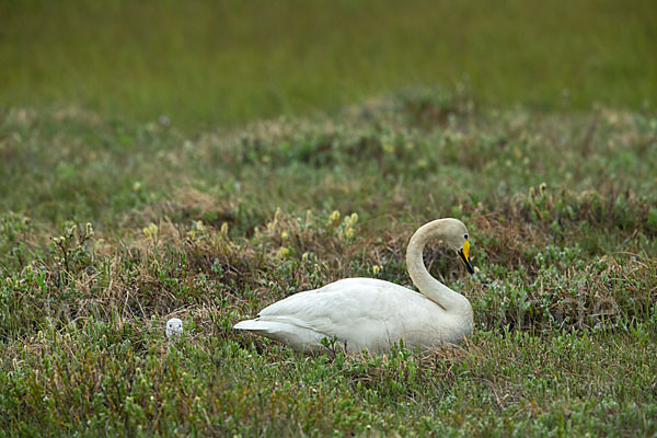 Singschwan (Cygnus cygnus)