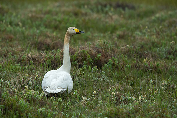 Singschwan (Cygnus cygnus)