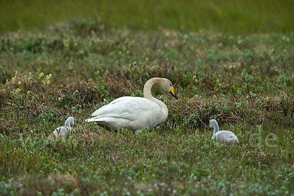 Singschwan (Cygnus cygnus)