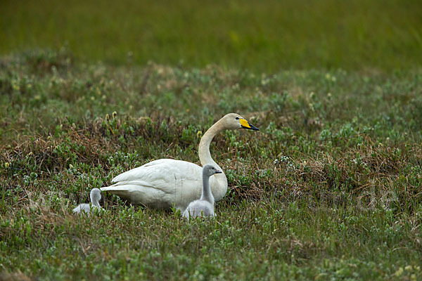 Singschwan (Cygnus cygnus)