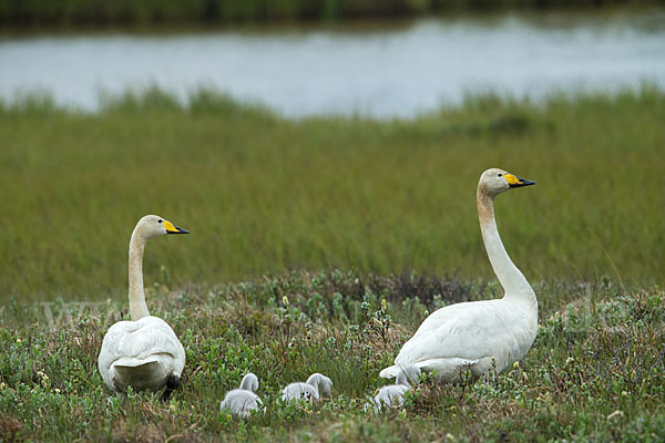 Singschwan (Cygnus cygnus)