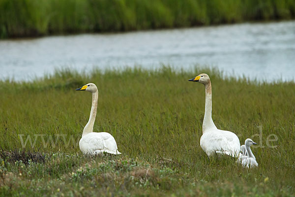 Singschwan (Cygnus cygnus)