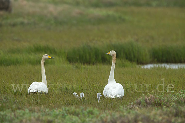 Singschwan (Cygnus cygnus)