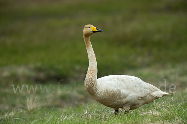 Singschwan (Cygnus cygnus)